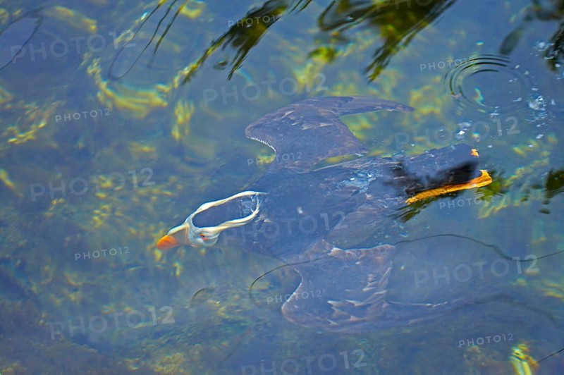 Lunda cirrhata