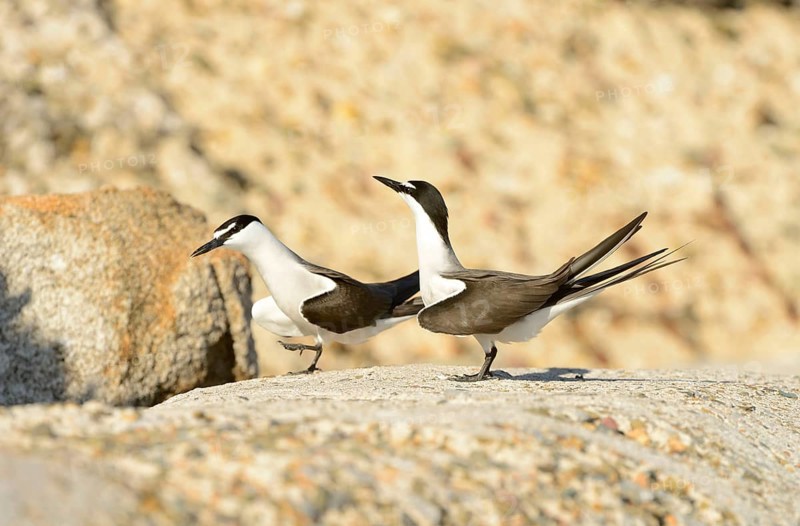 Bridled tern