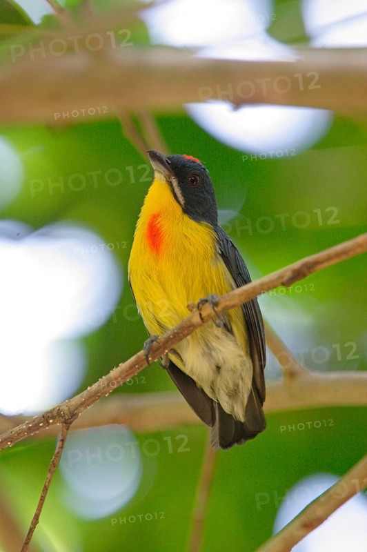 Crimson-breasted Flowerpecker