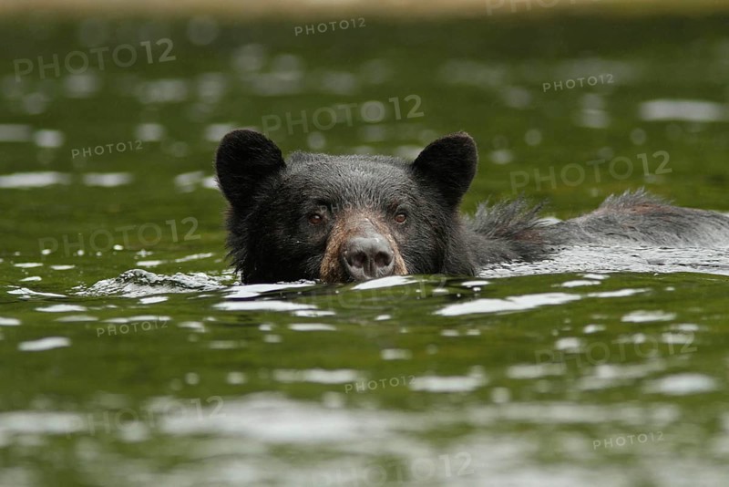 Kermode bear