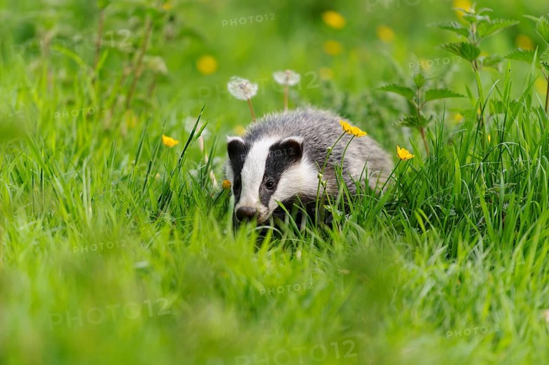 Eurasian Badger