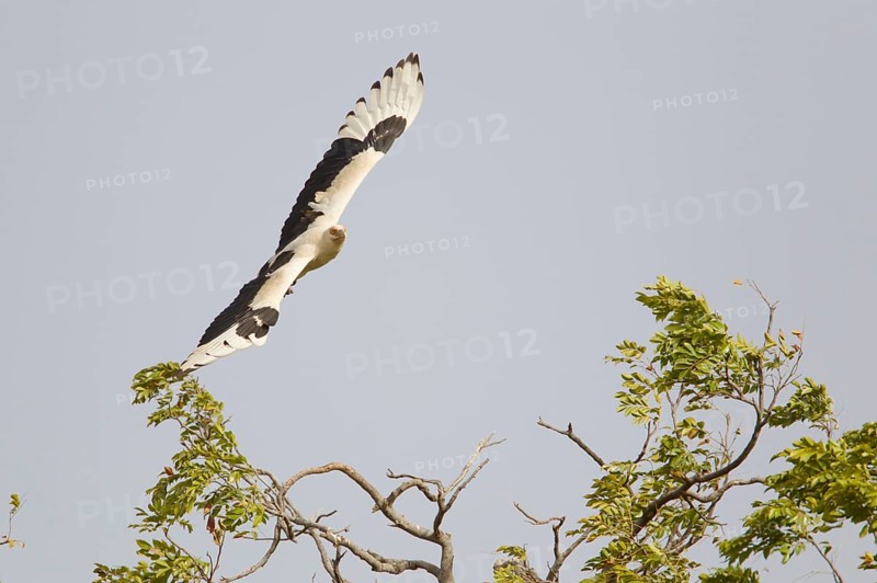 Palm-nut vulture