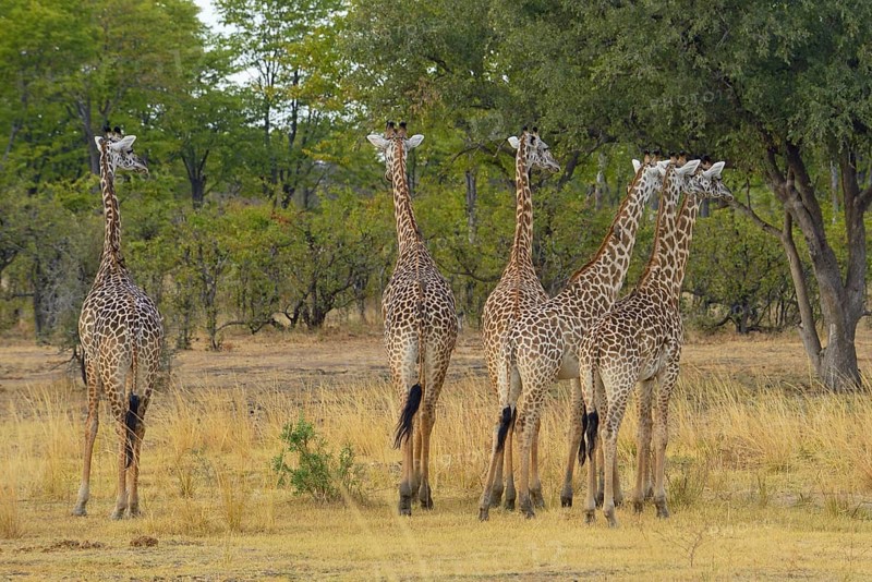 Thornicroft's Giraffe