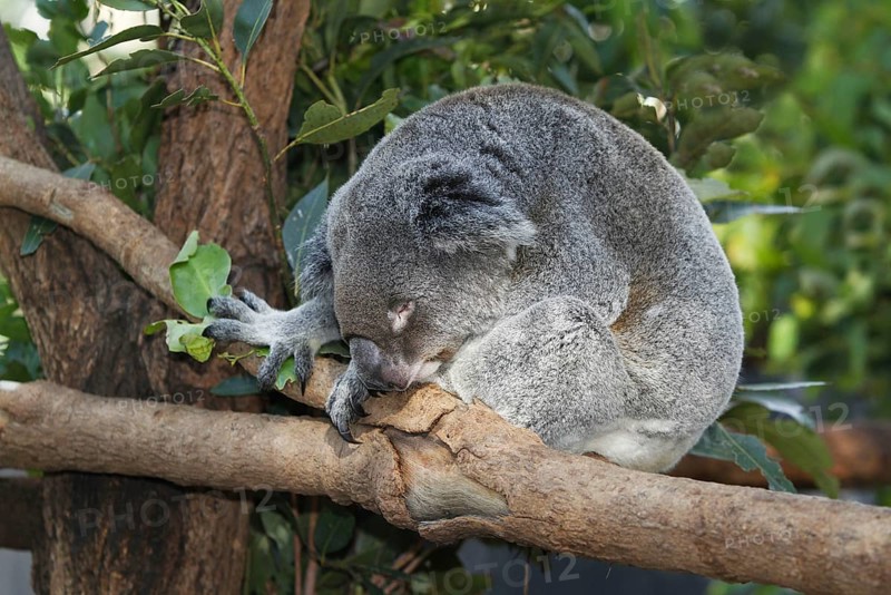 Koala