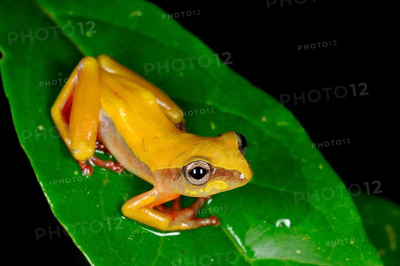 Brown reed frog