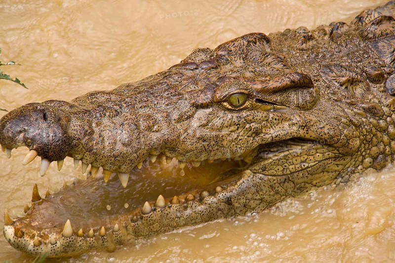 Nile Crocodile