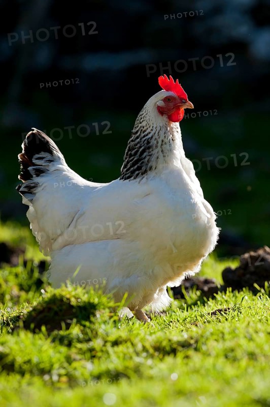 Domestic fowl