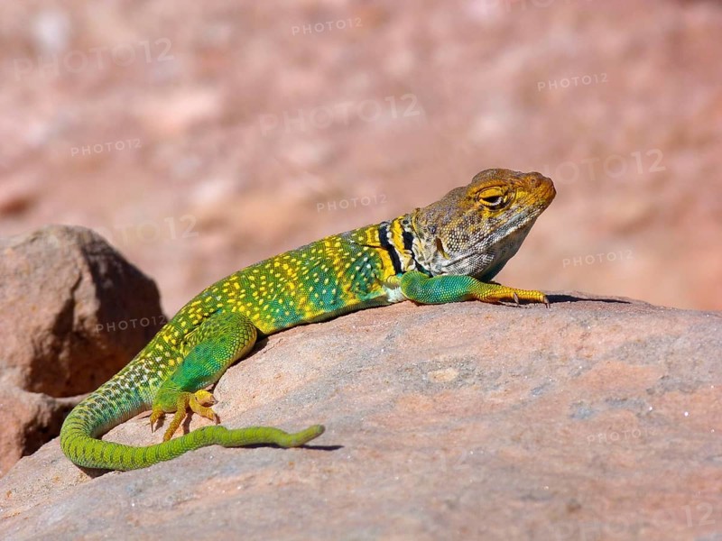 Golden-collared iguana