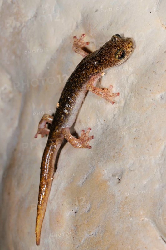 Sopramonte cave salamander