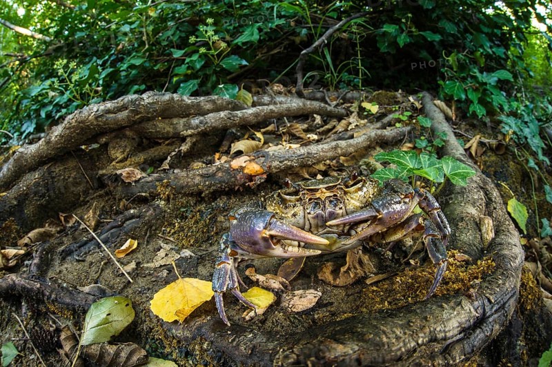 Freshwater Crab