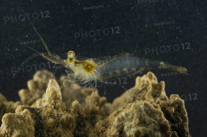 Pond Shrimp