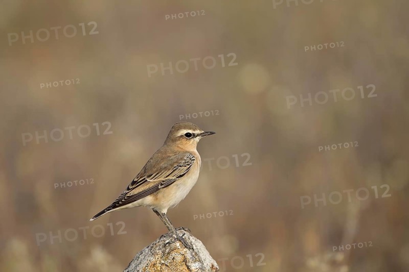Northern wheatear
