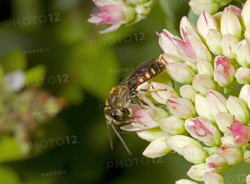 Common furrowing bee