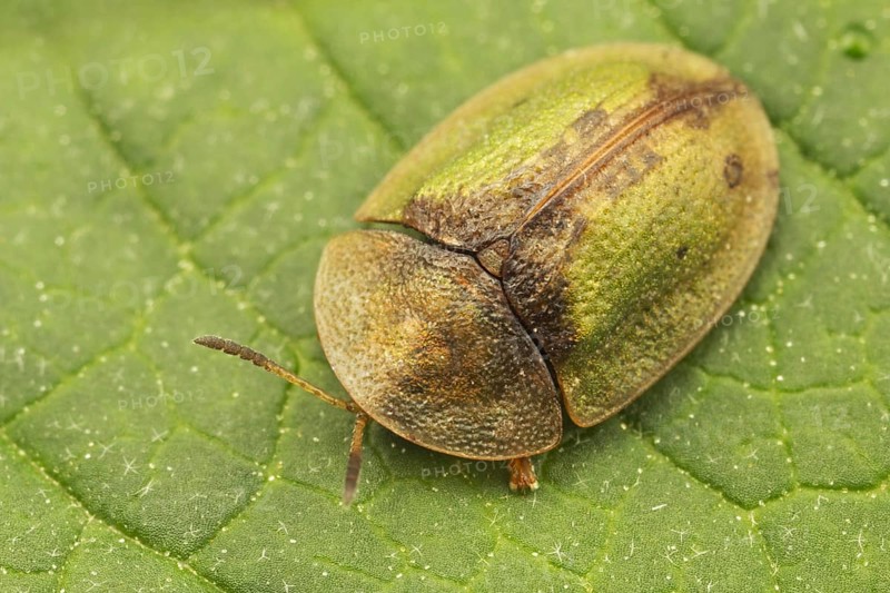 Green Tortoise Beetle