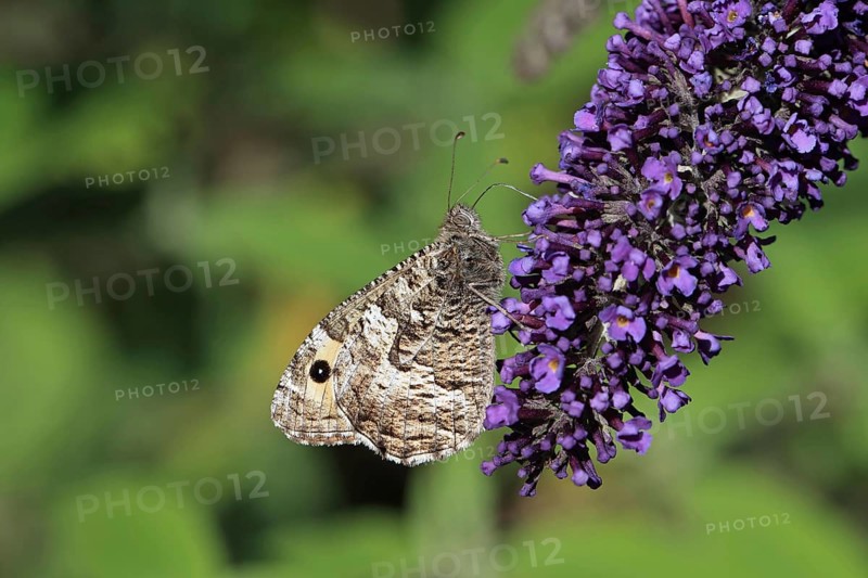Grayling
