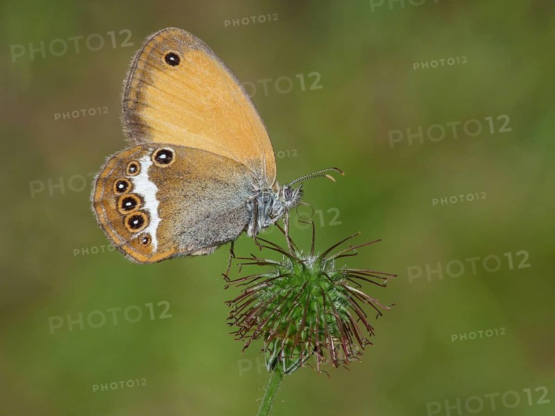 Pearly heath