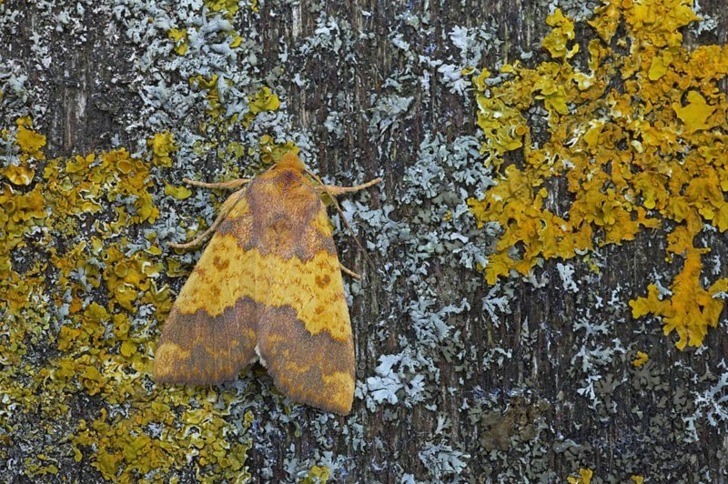 Barred Sallow