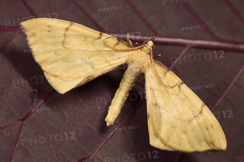 Barred Straw Moth