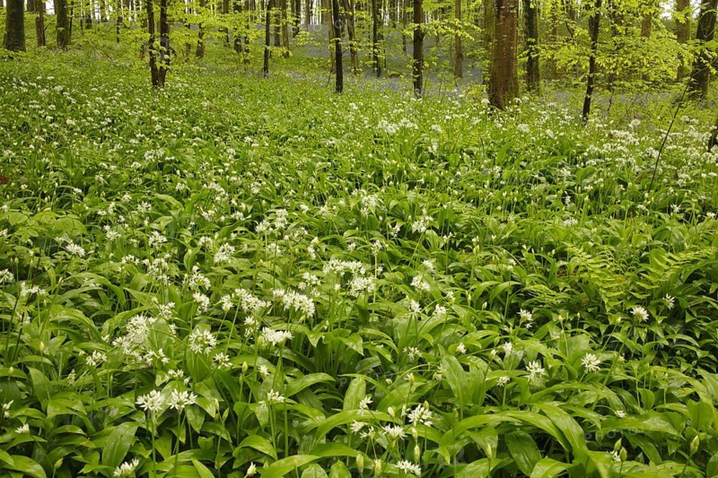 Ramsons