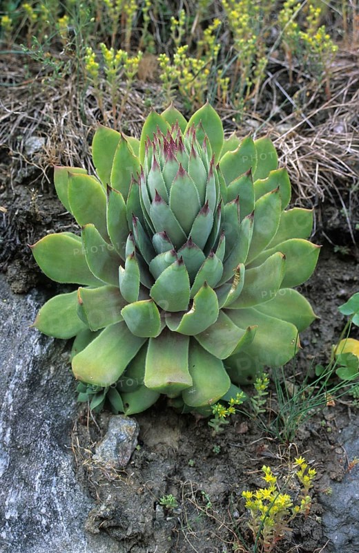 Tectorum
