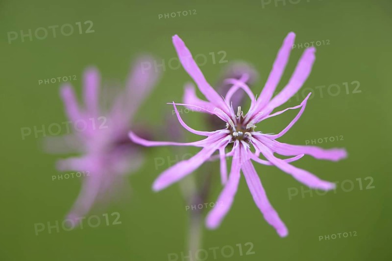 Ragged Robin