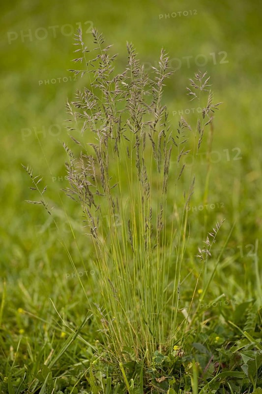Common red fescue