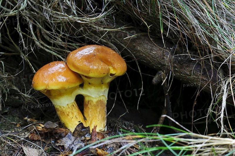 Larch Bolete