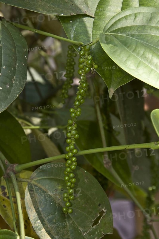 Black pepper is obtained by picking the green