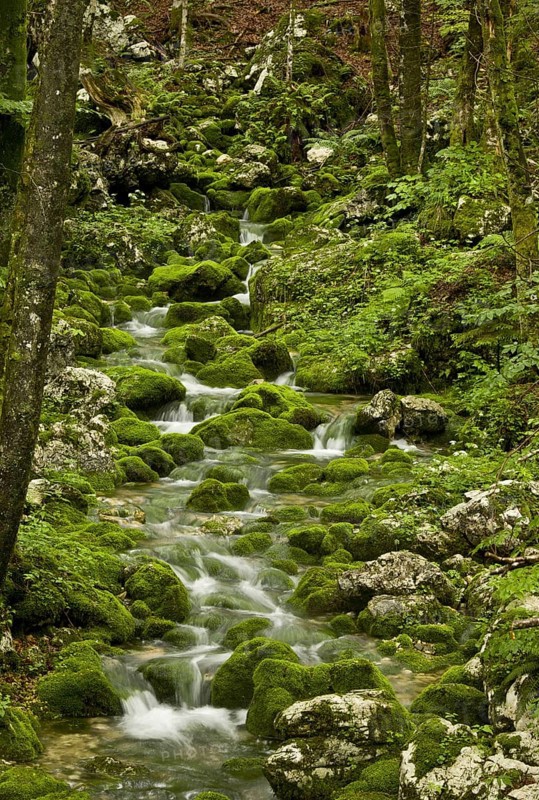 Spring and source of the stream with mossy boulders in old beech and sycamore maple forests on limestone