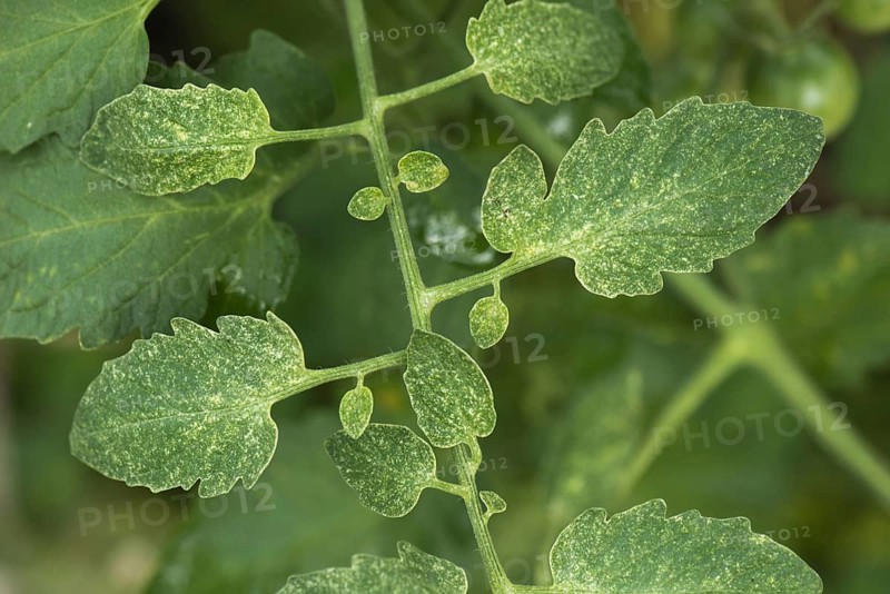 Two-spotted spider mite