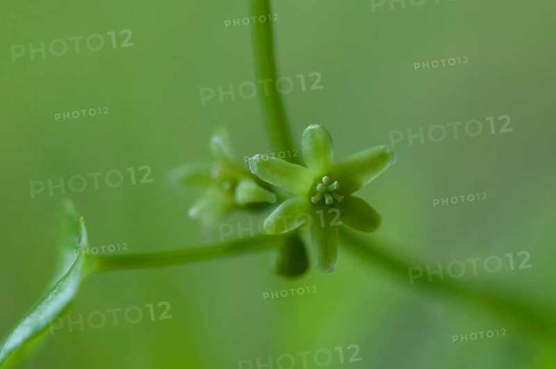 (Dioscorea) communis