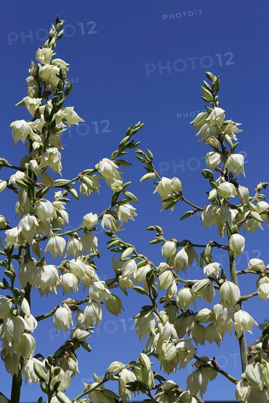 Ferald's yucca
