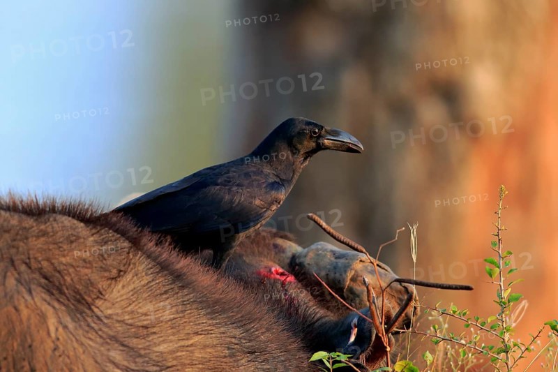 House crow