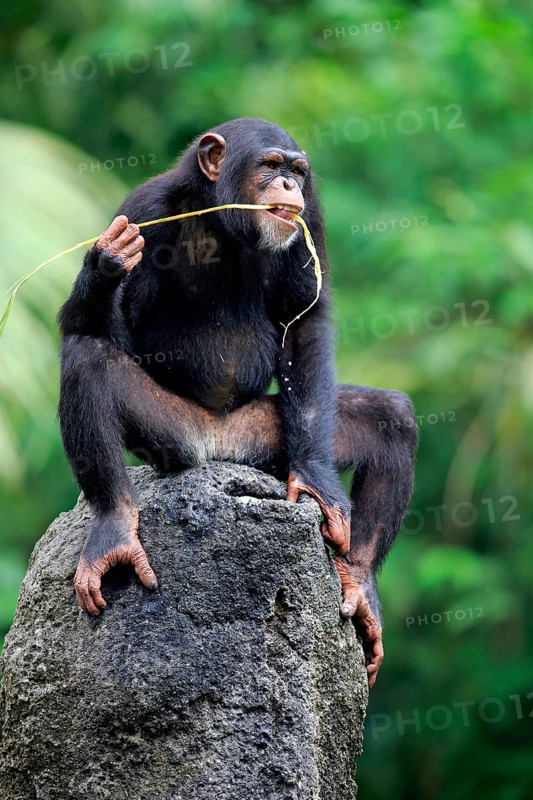 Chimpanzee