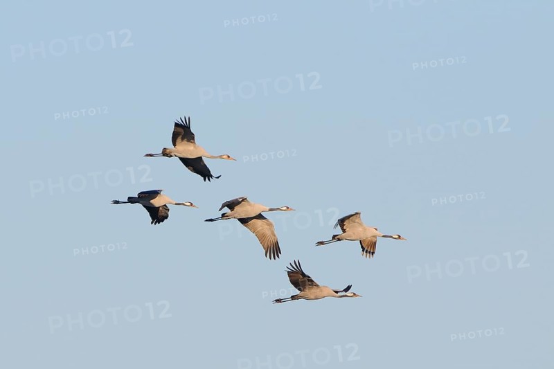 Cranes