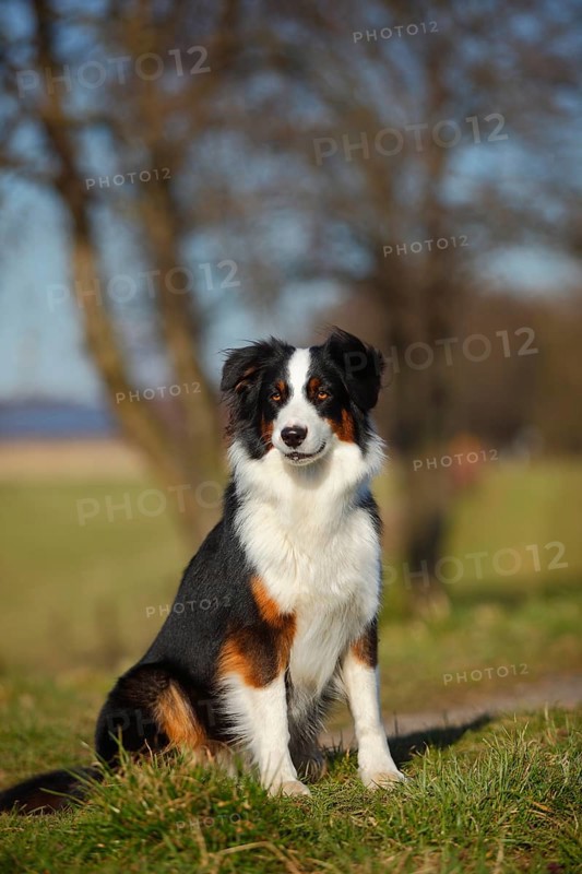 Australian Shepherd