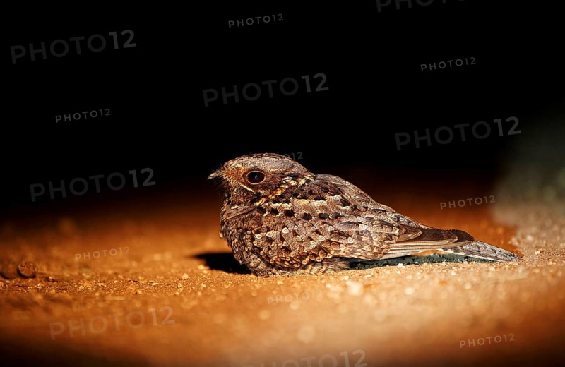 Fiery-necked nightjar