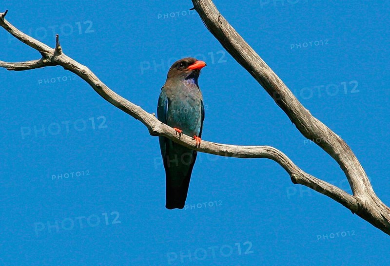 Dollarbird