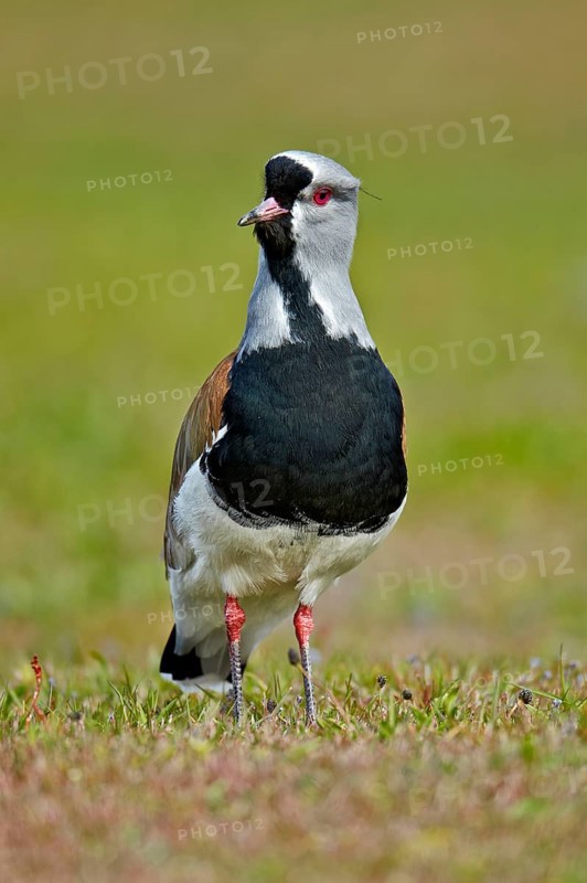 Southern Lapwing