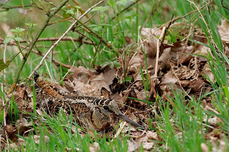 Eurasian woodcock
