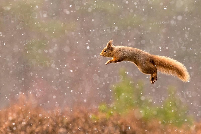 Eurasian red squirrel
