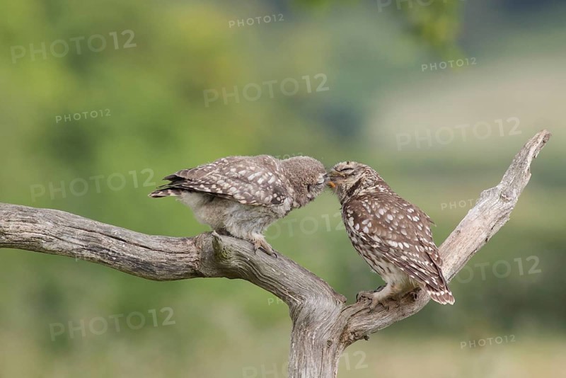 Little Owl