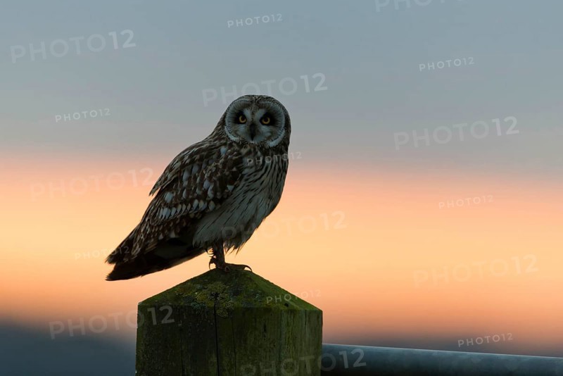 Short-eared owl