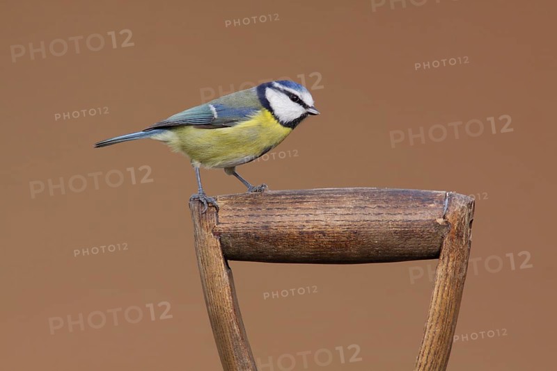 Blue tit