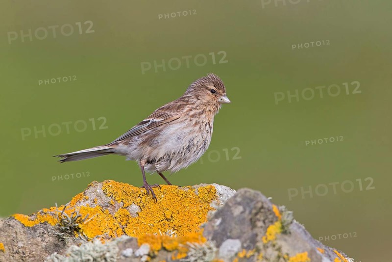 Twite