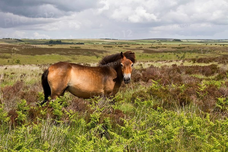 The Exmoor pony is a breed of horse native to the British Isles