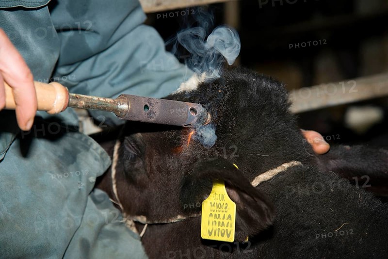 Domestic Cattle