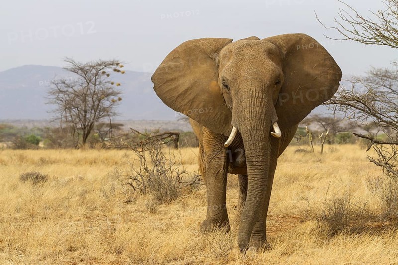 African elephant