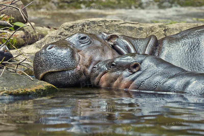 Pygmy hippopotamuses