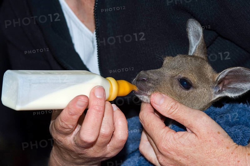 Western Grey Giant Kangaroo